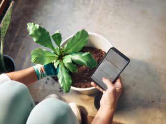 Person planting a houseplant and checking phone